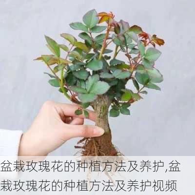 盆栽玫瑰花的种植方法及养护,盆栽玫瑰花的种植方法及养护视频