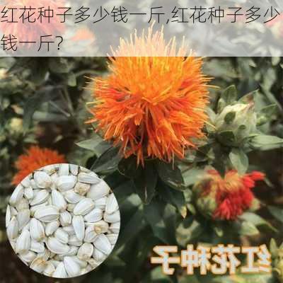 红花种子多少钱一斤,红花种子多少钱一斤?-第2张图片-花卉百科