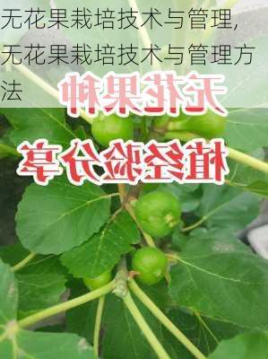 无花果栽培技术与管理,无花果栽培技术与管理方法-第1张图片-花卉百科