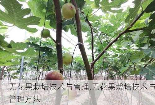 无花果栽培技术与管理,无花果栽培技术与管理方法-第3张图片-花卉百科