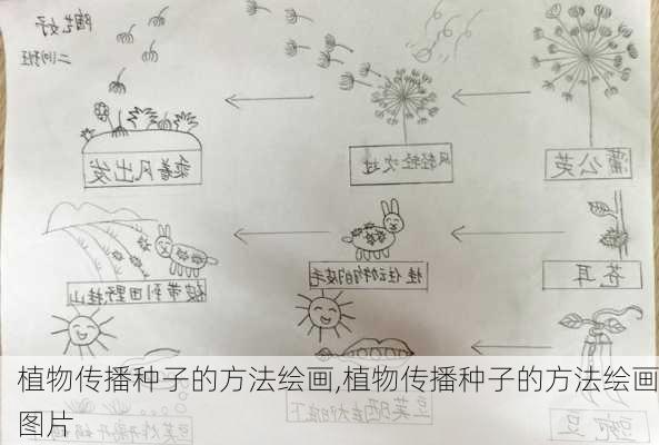 植物传播种子的方法绘画,植物传播种子的方法绘画图片-第3张图片-花卉百科