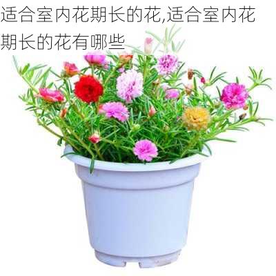 适合室内花期长的花,适合室内花期长的花有哪些-第1张图片-花卉百科