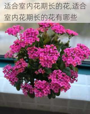 适合室内花期长的花,适合室内花期长的花有哪些-第3张图片-花卉百科