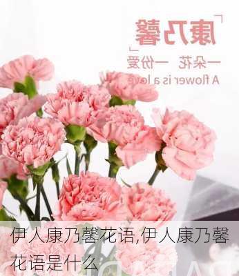 伊人康乃馨花语,伊人康乃馨花语是什么-第2张图片-花卉百科