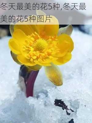 冬天最美的花5种,冬天最美的花5种图片-第3张图片-花卉百科