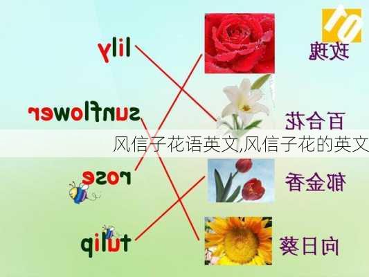 风信子花语英文,风信子花的英文-第2张图片-花卉百科