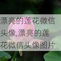 漂亮的莲花微信头像,漂亮的莲花微信头像图片-第2张图片-花卉百科