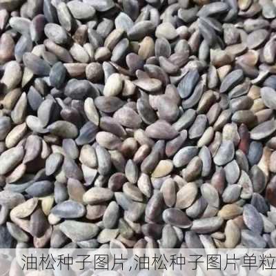 油松种子图片,油松种子图片单粒