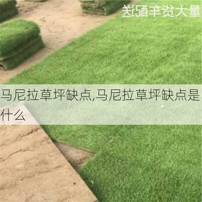 马尼拉草坪缺点,马尼拉草坪缺点是什么-第3张图片-花卉百科