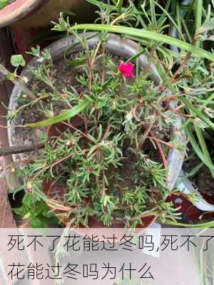 死不了花能过冬吗,死不了花能过冬吗为什么-第2张图片-花卉百科