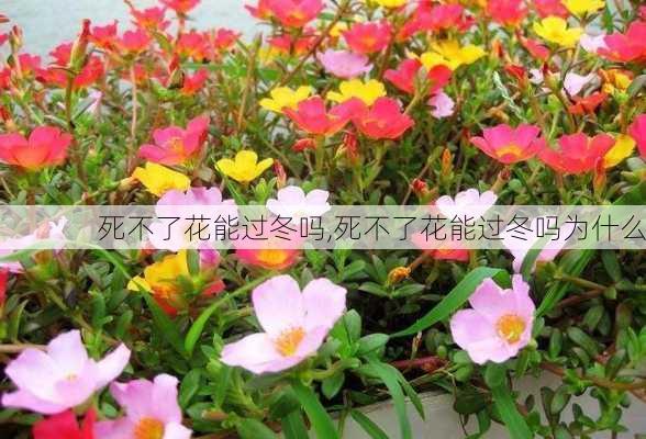 死不了花能过冬吗,死不了花能过冬吗为什么-第3张图片-花卉百科