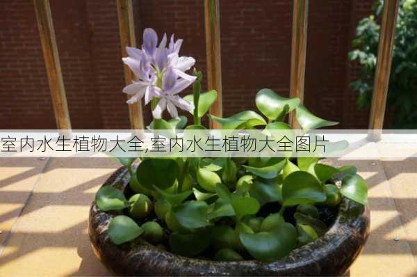 室内水生植物大全,室内水生植物大全图片