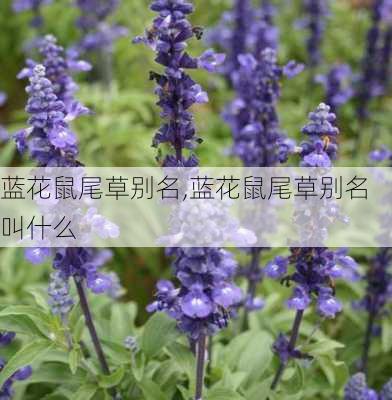 蓝花鼠尾草别名,蓝花鼠尾草别名叫什么-第1张图片-花卉百科