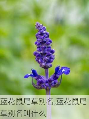 蓝花鼠尾草别名,蓝花鼠尾草别名叫什么-第3张图片-花卉百科