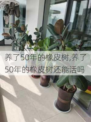 养了50年的橡皮树,养了50年的橡皮树还能活吗-第2张图片-花卉百科