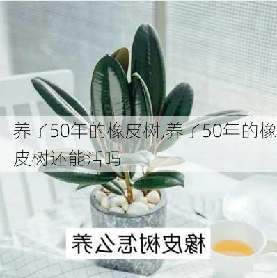 养了50年的橡皮树,养了50年的橡皮树还能活吗