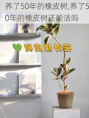 养了50年的橡皮树,养了50年的橡皮树还能活吗-第3张图片-花卉百科