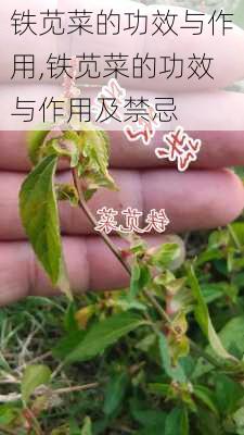 铁苋菜的功效与作用,铁苋菜的功效与作用及禁忌-第3张图片-花卉百科