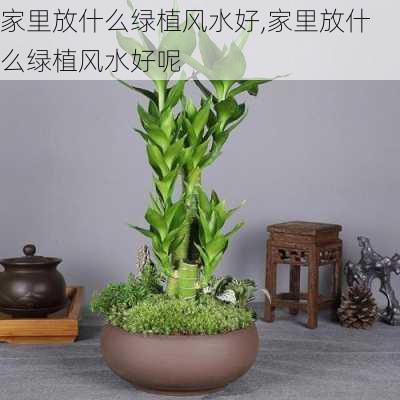 家里放什么绿植风水好,家里放什么绿植风水好呢