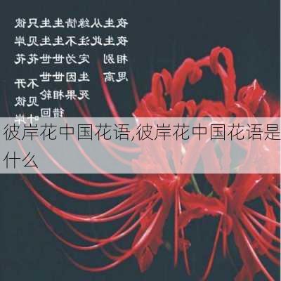 彼岸花中国花语,彼岸花中国花语是什么-第3张图片-花卉百科