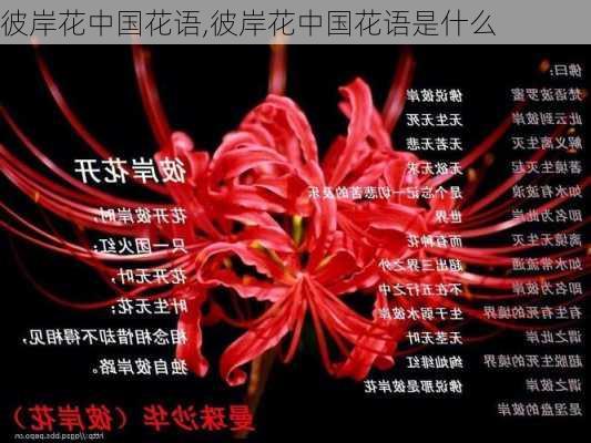 彼岸花中国花语,彼岸花中国花语是什么-第2张图片-花卉百科