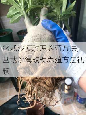 盆栽沙漠玫瑰养殖方法,盆栽沙漠玫瑰养殖方法视频-第3张图片-花卉百科