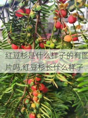 红豆杉是什么样子的有图片吗,红豆杉长什么样子