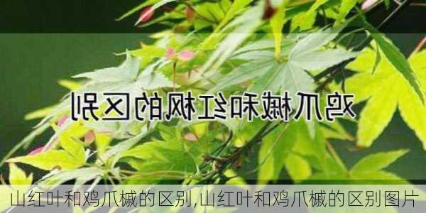 山红叶和鸡爪槭的区别,山红叶和鸡爪槭的区别图片-第2张图片-花卉百科