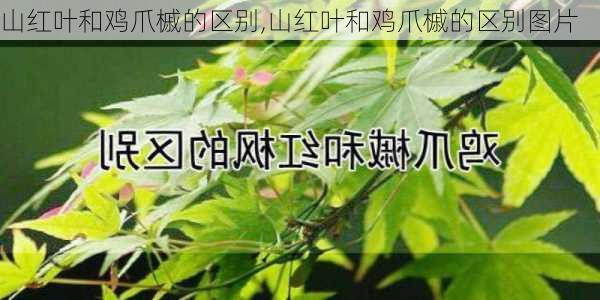 山红叶和鸡爪槭的区别,山红叶和鸡爪槭的区别图片