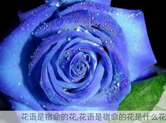 花语是宿命的花,花语是宿命的花是什么花-第1张图片-花卉百科