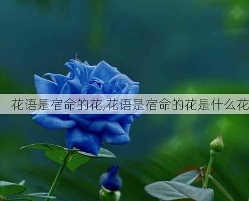 花语是宿命的花,花语是宿命的花是什么花-第3张图片-花卉百科