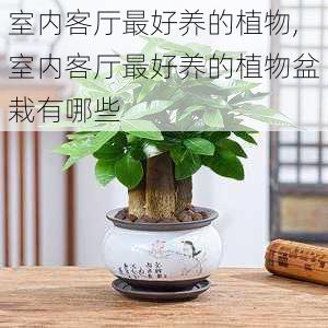 室内客厅最好养的植物,室内客厅最好养的植物盆栽有哪些-第3张图片-花卉百科