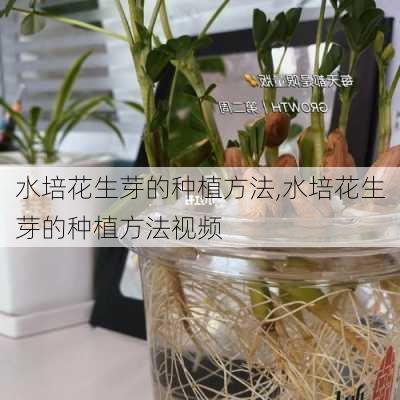 水培花生芽的种植方法,水培花生芽的种植方法视频-第1张图片-花卉百科