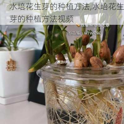 水培花生芽的种植方法,水培花生芽的种植方法视频-第2张图片-花卉百科