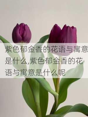 紫色郁金香的花语与寓意是什么,紫色郁金香的花语与寓意是什么呢-第2张图片-花卉百科