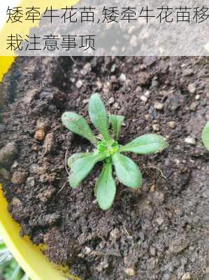 矮牵牛花苗,矮牵牛花苗移栽注意事项