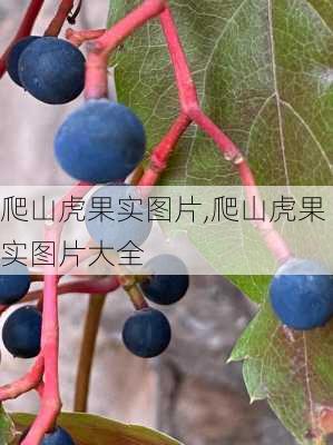 爬山虎果实图片,爬山虎果实图片大全-第1张图片-花卉百科