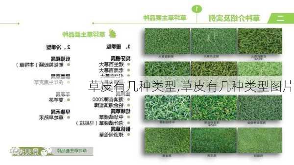 草皮有几种类型,草皮有几种类型图片-第1张图片-花卉百科