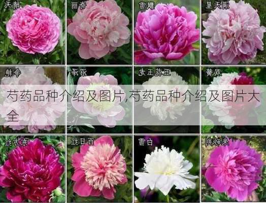 芍药品种介绍及图片,芍药品种介绍及图片大全