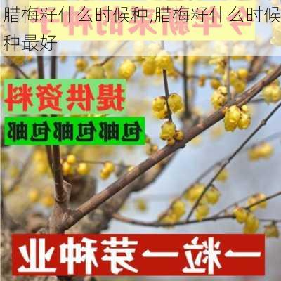 腊梅籽什么时候种,腊梅籽什么时候种最好-第2张图片-花卉百科