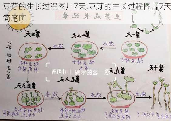 豆芽的生长过程图片7天,豆芽的生长过程图片7天简笔画