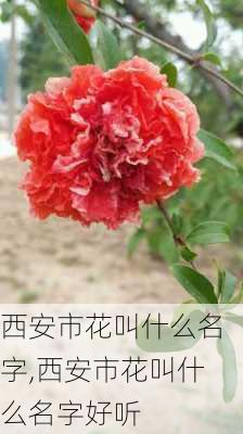 西安市花叫什么名字,西安市花叫什么名字好听-第3张图片-花卉百科