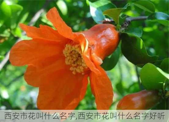 西安市花叫什么名字,西安市花叫什么名字好听-第1张图片-花卉百科