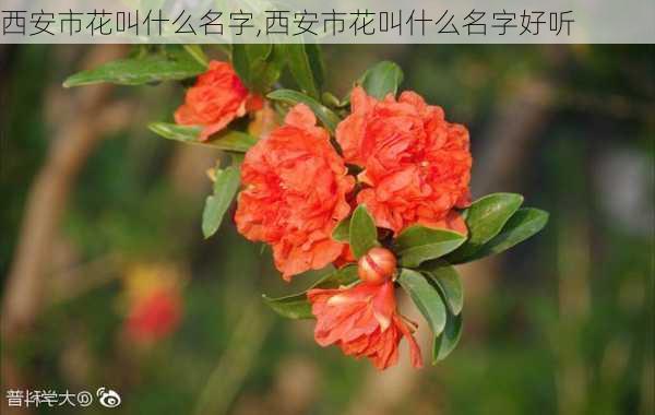 西安市花叫什么名字,西安市花叫什么名字好听-第2张图片-花卉百科