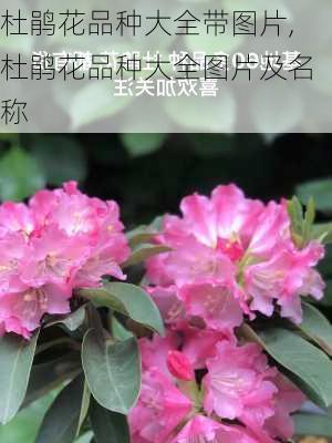 杜鹃花品种大全带图片,杜鹃花品种大全图片及名称-第1张图片-花卉百科