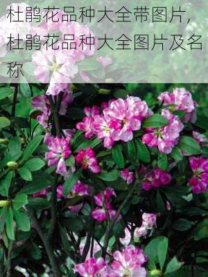 杜鹃花品种大全带图片,杜鹃花品种大全图片及名称-第2张图片-花卉百科