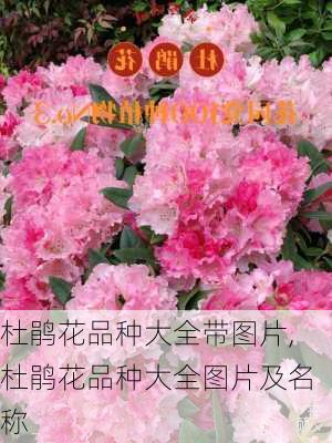 杜鹃花品种大全带图片,杜鹃花品种大全图片及名称-第3张图片-花卉百科