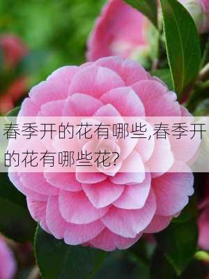 春季开的花有哪些,春季开的花有哪些花?-第1张图片-花卉百科