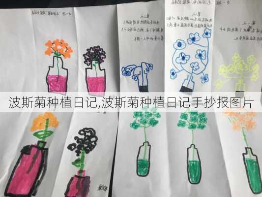 波斯菊种植日记,波斯菊种植日记手抄报图片