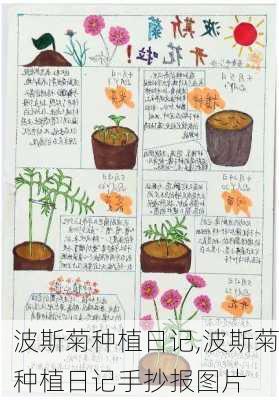 波斯菊种植日记,波斯菊种植日记手抄报图片-第2张图片-花卉百科